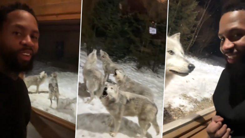 Canada: Howling Pack of 9 Wolves Surrounds Couple’s Cabin While on Vacation in Quebec; Video Surfaces