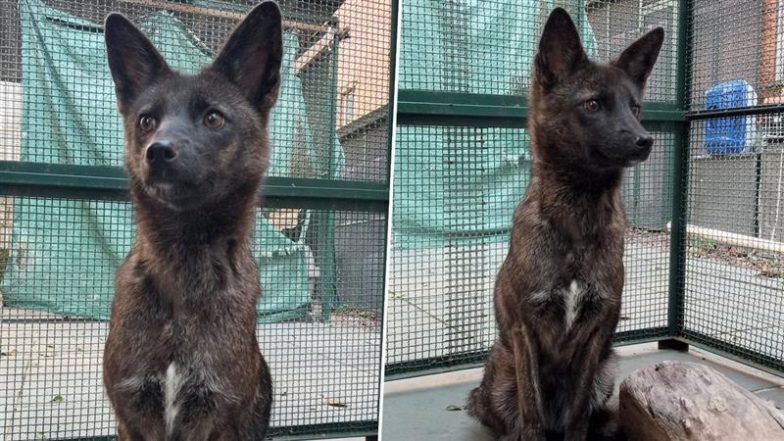 Brazilian Scientists Discover First Ever Dog-Fox Hybrid After Genetic Tests Confirm Findings