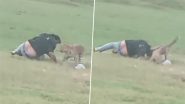 ‘Aaja, Aaja, Aaja’: Picnickers Tease Leopard in MP’s Shahdol, 3 Injured After It Attacks Them; Horrific Video Surfaces