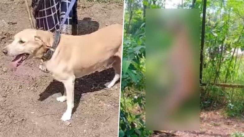 Animal Cruelty in Pune: Pet Dog Allegedly Thrashed, Hanged To Death By Owner In Pirangut; Shocking Visual Surfaces