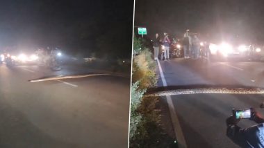 Giant Python Stops Traffic As It Crosses Road in Dehradun, People Seen Taking Selfies and Recording Videos