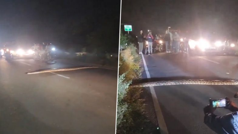 Giant Python Stops Traffic As It Crosses Road in Dehradun, People Seen Taking Selfies and Recording Videos