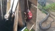 Snake Rescue in Hyderabad: 8-Foot Long Indian Rock Python Entangled at Crust Gate of Osmansagar Reservoir Rescued Safely, Videos of &lsquo;Risky&rsquo; Operation Go Viral