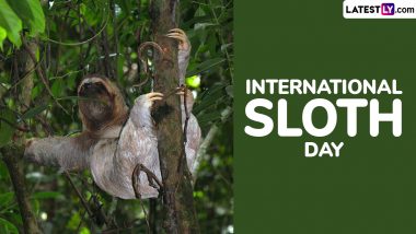 International Sloth Day 2024 Date and Significance: Know All About the Day Dedicated to One of the World's Slowest-Moving Mammals