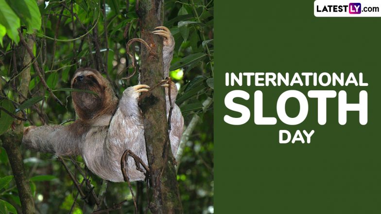 When is International Sloth Day 2024? Know Date and Significance of The Observance
