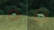 Leopard Spotted in Miyapur? Viral Video Shows Big Cat Walking on Rubble in Telangana&rsquo;s Hyderabad