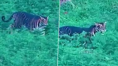 First Video of Melanistic Tiger From Similipal Tiger Reserve: IFS Officer Susanta Nanda Shares Breathtaking Footage of Black Tiger Amid the Wild in Odisha