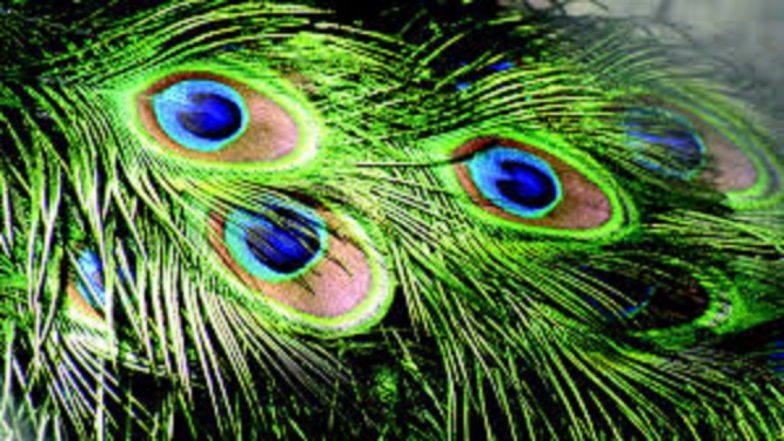Seven Peacocks Found Dead in UP, Poisoning Suspected