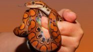 Red Sand Boa Snake Rescued: Mumbai&rsquo;s Cuffe Parade Police Arrest 4 People for Trying To Smuggle Endangered Snake