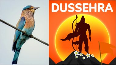 Dussehra 2024 Good Luck Sign: Why Seeing Neelkanth Bird or Indian Roller on Dussehra Is Auspicious? Everything You Need To Know