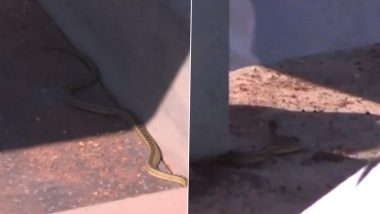 Snake Spotted in Los Angeles Dodgers Dugout During MLB Match Against New York Mets, Video Goes Viral