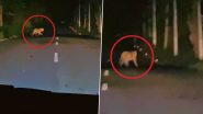 Leopard Spotting in Telangana: Big Cat Spotted Crossing Road on Srisailam-Hyderabad Highway As Passenger Travelling in Car Records Leopard's Sighting, Video Goes Viral