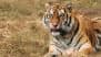 Tiger Pee Cures Rheumatism Arthritis? China Zoo Sells Animal Urine for INR 600; Know if It Really Works