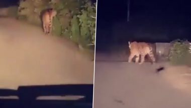 Tiger Spotted on Road in Lakhimpur, UP: Viral Video of the Wild Cat Roaming Freely Causes Panic Among Residents (Watch)