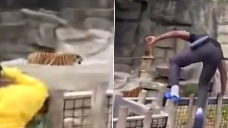 Twitch Streamer HateCaps Jumps a Fence at Zoo to See Tiger, Gets Reprimanded by Fellow Tourists After Life-Threatening and Irresponsible Act (Watch Viral Video)