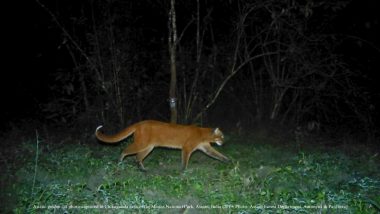 Assam: Presence of Near Threatened ‘Asiatic Golden Cat’ Reconfirmed in Manas National Park (See Pics)