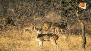 &lsquo;Barda Jungle Safari&rsquo;: Gujarat Gets New Lion Safari As Barda Wildlife Sanctuary Inauguration Set To Take Place This Dhanteras on October 29