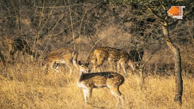 ‘Barda Jungle Safari’: Gujarat Gets New Lion Safari As Barda Wildlife Sanctuary Inauguration Set To Take Place This Dhanteras on October 29