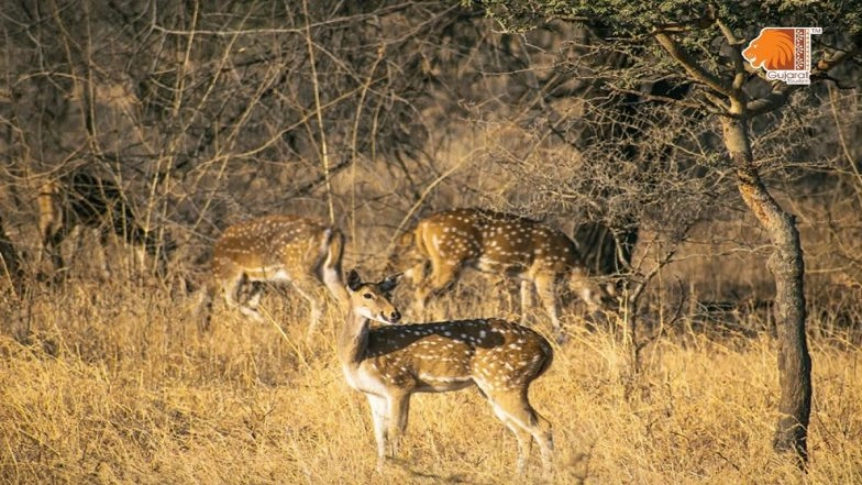 ‘Barda Jungle Safari’: Gujarat Gets New Lion Safari As Barda Wildlife Sanctuary Inauguration Set To Take Place This Dhanteras on October 29