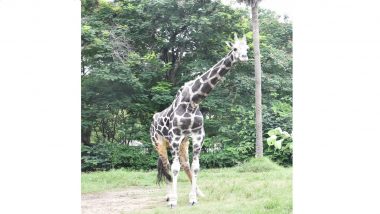 Hyderabad: 20-Year-Old Male Giraffe ‘Tsunami Basant’ Dies at Nehru Zoo Park (See Pics)