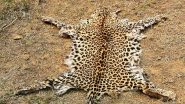 Odisha Police&rsquo;s Special Task Force Arrest 1 for Illegal Possession, Selling of Leopard Skin in Boudh&rsquo;s Ranipathar Village
