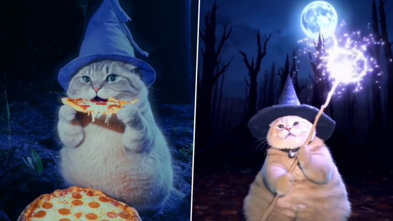 Wizard Cat Funny Memes For Halloween 2024: Netizens Share Trending Instagram Reels and Hilarious Videos of Cute Orange Cat Ahead of the Spook Festival