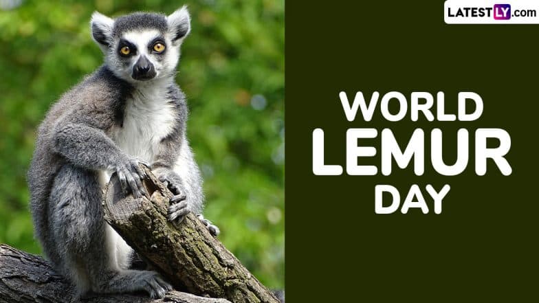 World Lemur Day 2024 Date and Significance: Know Everything About the ...