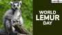 World Lemur Day 2024 Date and Significance: Know Everything About the Day That Highlights the Need To Protect Lemurs