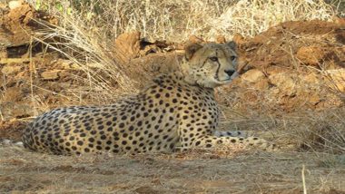 Madhya Pradesh: Cheetahs at Kuno National Park To Be Released Into Wild in Phases Starting Late October; India Eyes New Translocations