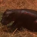 ‘Moo Deng? Who Deng?’ Edinburgh Zoo Announces Birth of Baby Girl Pygmy Hippo ‘Haggis’ and the Internet Is Obsessed, Adorable Video Is Winning Hearts