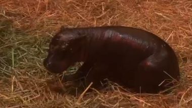 ‘Moo Deng? Who Deng?’ Edinburgh Zoo Announces Birth of Baby Girl Pygmy Hippo ‘Haggis’ and the Internet Is Obsessed, Adorable Video Is Winning Hearts