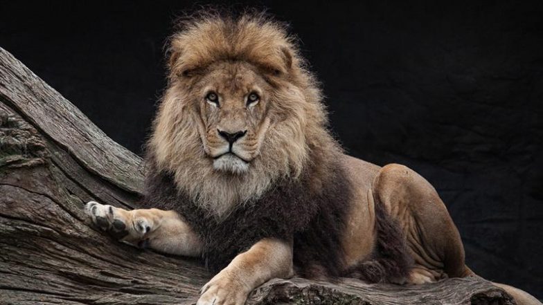 Locopilots Save Asiatic Lion from Train Accident Near Pipavav Port; 86 Lions Saved This Year | ???? LatestLY