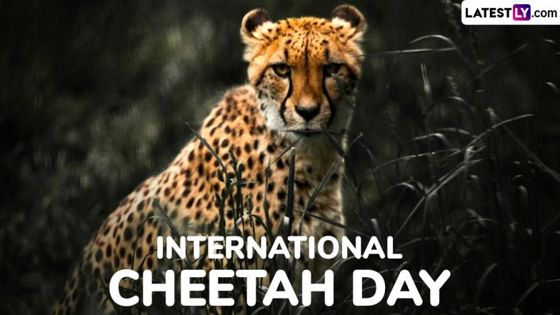 When Is International Cheetah Day 2024? All You Need To Know About the Day 