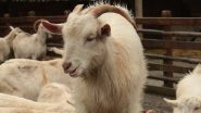 US: California Girl Awarded USD 300,000 Settlement After Sheriff's Office Seizes and Slaughters Pet Goat Cedar