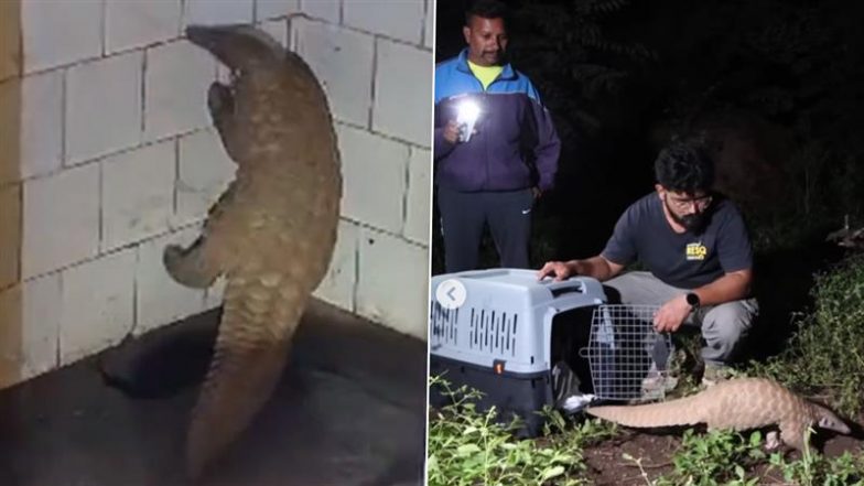 Pangolin Rescued in Pune: Security Guard Finds Rare Pangolin in Khadakwasla Dam Toilet During Break (See Pics and Video)