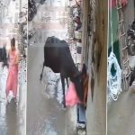 Delhi: Aggressive Stray Animal Attacks Woman in Aya Nagar, Bystanders’ Rescue Efforts Fail (Watch Video)