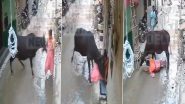 Delhi: Aggressive Stray Animal Attacks Woman in Aya Nagar, Bystanders' Rescue Efforts Fail (Watch Video)