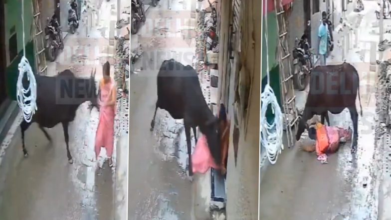 Delhi: Aggressive Stray Animal Attacks Woman in Aya Nagar, Bystanders' Rescue Efforts Fail (Watch Video)