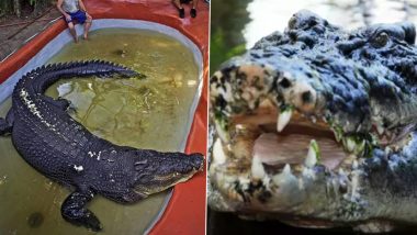 Cassius, World’s Largest Crocodile in Captivity, Dies After Having Lived for Over 100 Years