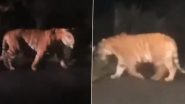 Tiger Spotted in Hyderabad: Tiger Seen Crossing Highway Near Nirmal-Adilabad Border in Kuntala Forest, Video Surfaces