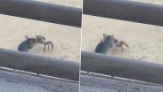 Mouse and Crab Fight It Out Outside Gym in US Virgin Islands, Video of the Bout Goes Viral