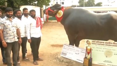 Sadar Festival 2024: 2-Ton Murrah Buffalo ‘Gholu-2’ Arrives in Hyderabad for Dunnapothula Panduga (Watch Video)