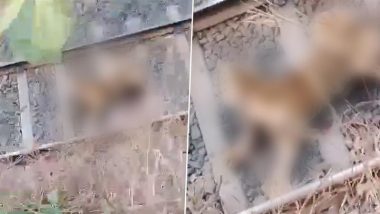 Nagpur: Tigress Injured After Getting Hit by Train While Crossing Tumsar-Tirodi Railway Track, Disturbing Video Surfaces