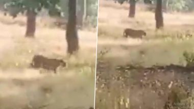 Dindori: Panic Grips Locals After Sightings of Tigress and Elephant, School Holiday Announced in 6 MP Villages Till November 29 (Watch Video)