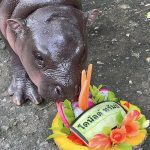 Who Will Win US Election 2024? Viral Baby Hippo Moo Deng Predicts Winner as Donald Trump vs Kamala Harris Battle Enters Final Campaign Day (Watch Video)