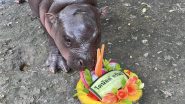 Who Will Win US Election 2024? Viral Baby Hippo Moo Deng Predicts Winner as Donald Trump vs Kamala Harris Battle Enters Final Campaign Day (Watch Video)