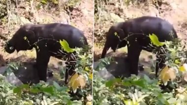 Gariaband: Elephant Calf Injured in Suspected Bomb Explosion in Udanti-Sitanadi Tiger Reserve, Probe Underway (Watch Video)