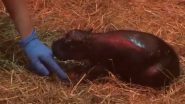 ‘Moo Deng? Who Deng?’ Edinburgh Zoo Announces Birth of Baby Girl Pygmy Hippo ‘Haggis’ and the Internet Is Obsessed, Adorable Video Is Winning Hearts