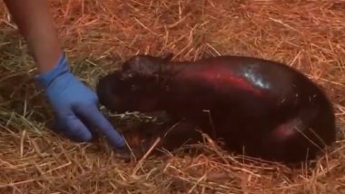 ‘Moo Deng? Who Deng?’ Edinburgh Zoo Announces Birth of Baby Girl Pygmy Hippo ‘Haggis’ and the Internet Is Obsessed, Adorable Video Is Winning Hearts