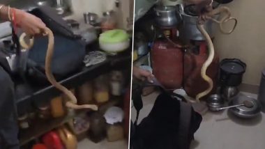 Snake Rescued in Mumbai's Aarey Colony: Snake Rescuer Kaushal Dubey Rescues Forsten’s Cat Snake From Building in Goregaon's Royal Palms (Watch Video)